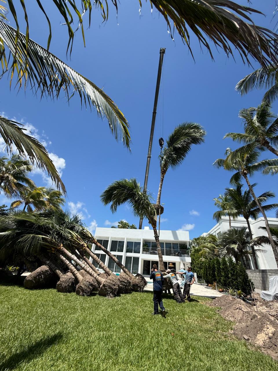 DeMarco's crane setting a mature palm at a South Florida residence