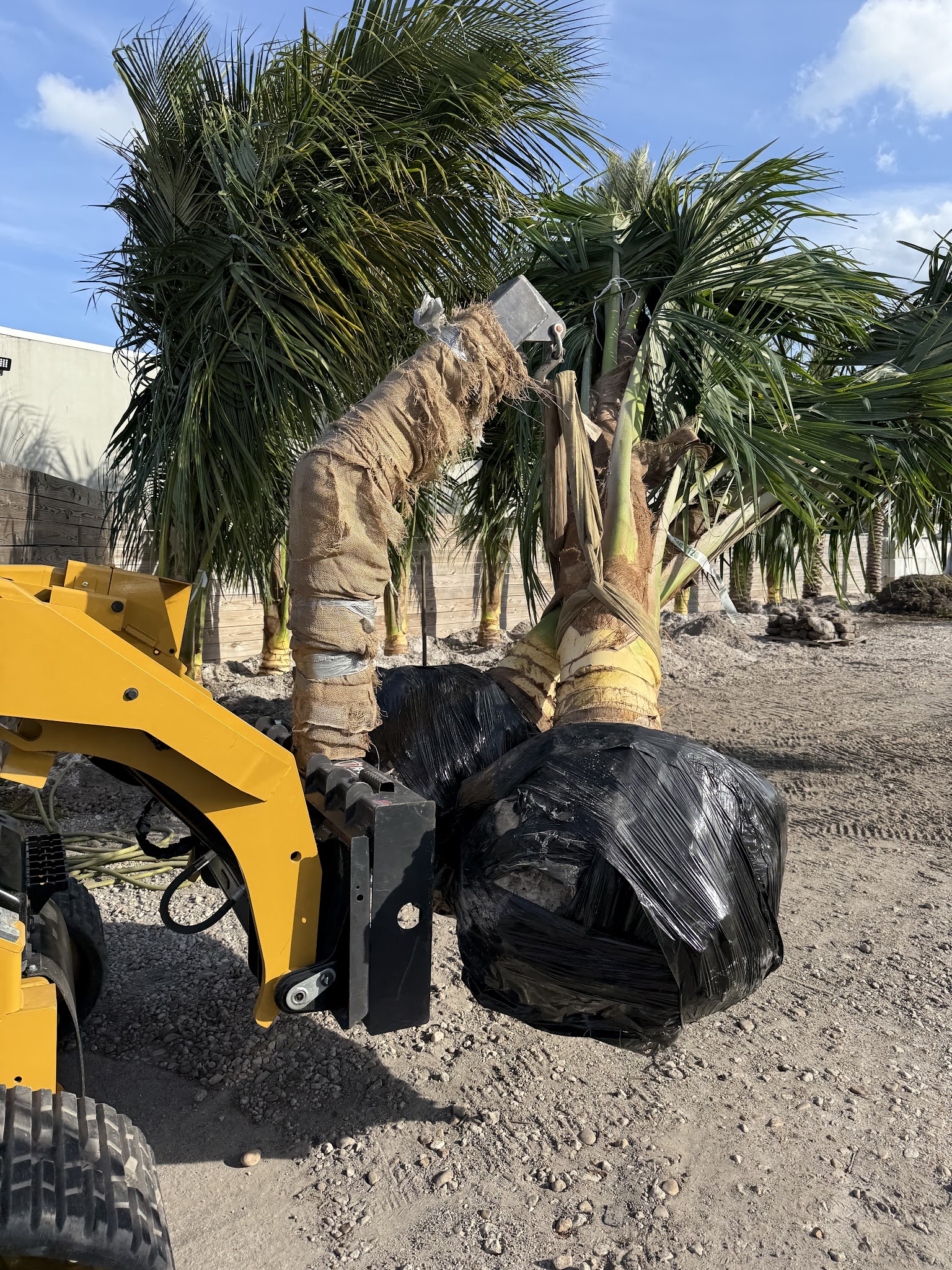 Big Tree & Palm Specialist