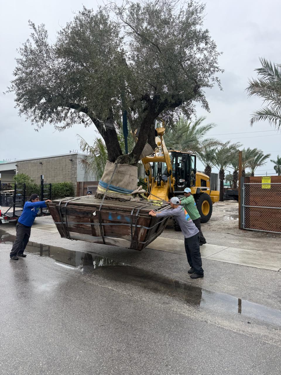 DeMarco crew moving a mature specimen tree on a wheel loader